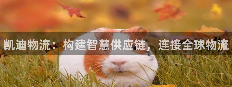 ,优游国际的平台：凯迪物流：构建智慧